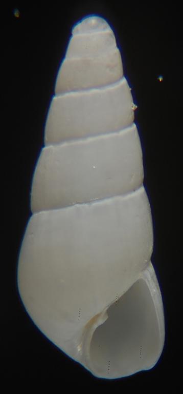 Odostomia ??